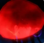 Все мутации рыб в Abyss (Бездна)